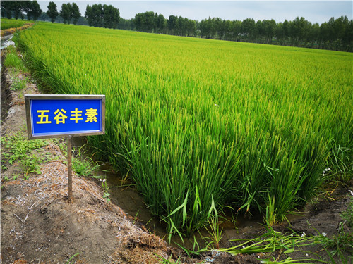 五谷丰素示范区