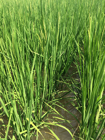施用我校全营养素肥料后水稻长势