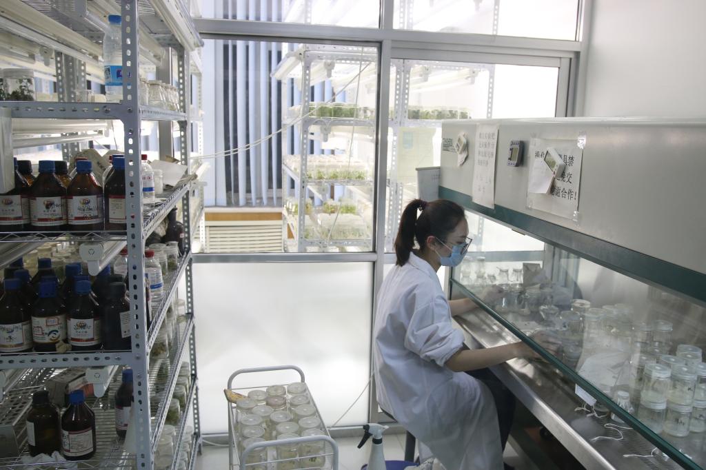 园艺园林学院园林植物遗传育种与生物技术研究室